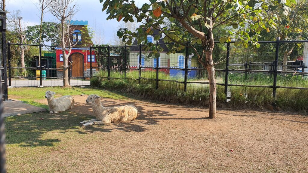 Alpaca Sedang Bersantai di Lembang Park