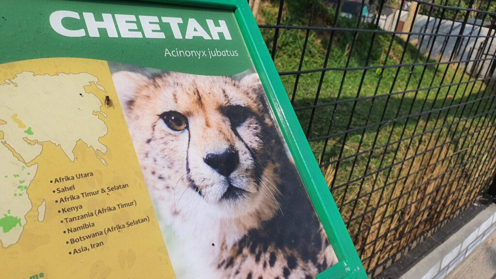 Cheetah Lembang Park and Zoo