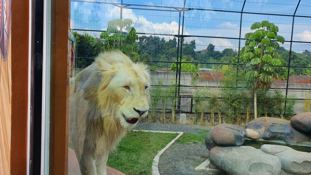 Singa Jantan Putih Lembang Zoo