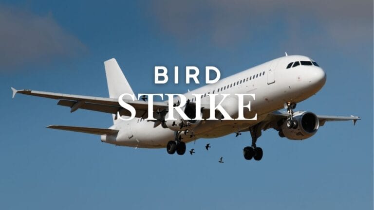 Bird Strike: Bahaya di Udara dan Cara Mempersiapkan Diri